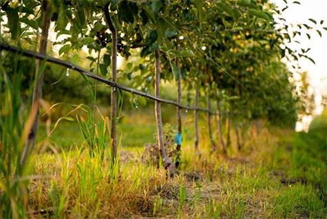 Water-soluble fertilizer drip irrigation Water-soluble fertilizer drip irrigation
