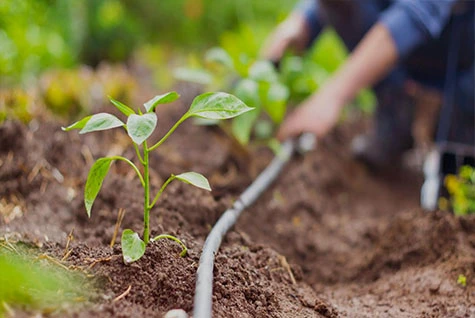 Water-soluble fertilizer drip irrigation Water-soluble fertilizer drip irrigation