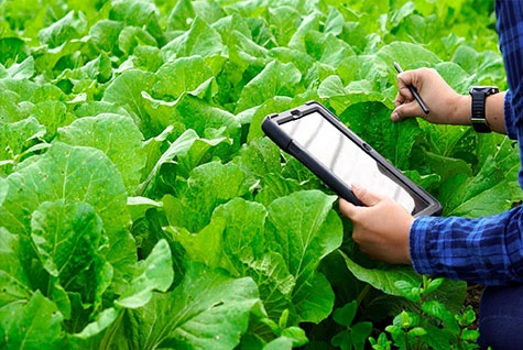 Application of Potassium Acetate in High-end Fertilizers Application of Potassium Acetate in High-end Fertilizers